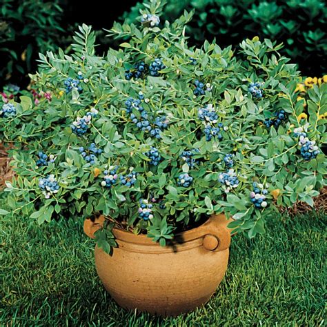 Grow Blueberries in Pots .